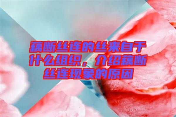 藕斷絲連的絲來自于什么組織，介紹藕斷絲連現(xiàn)象的原因