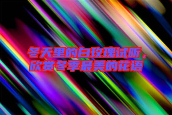 冬天里的白玫瑰試聽，欣賞冬季最美的花語