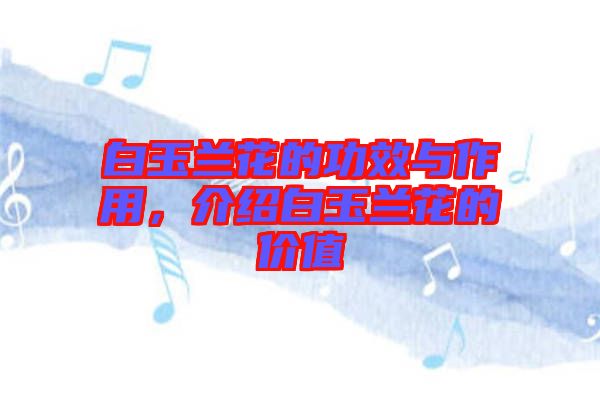 白玉蘭花的功效與作用，介紹白玉蘭花的價值
