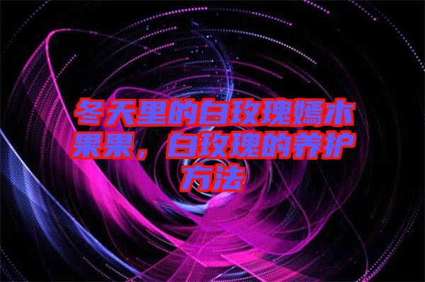 冬天里的白玫瑰嫣木果果，白玫瑰的養(yǎng)護方法