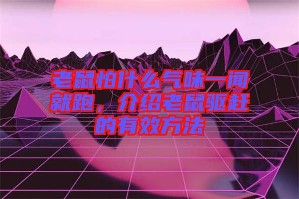 老鼠怕什么氣味一聞就跑，介紹老鼠驅趕的有效方法