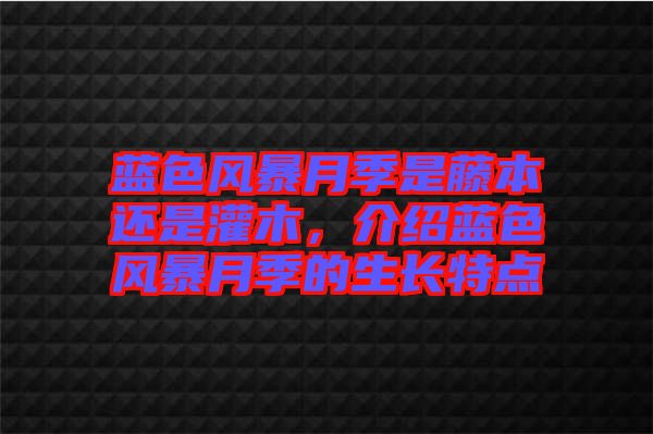 藍(lán)色風(fēng)暴月季是藤本還是灌木，介紹藍(lán)色風(fēng)暴月季的生長特點(diǎn)