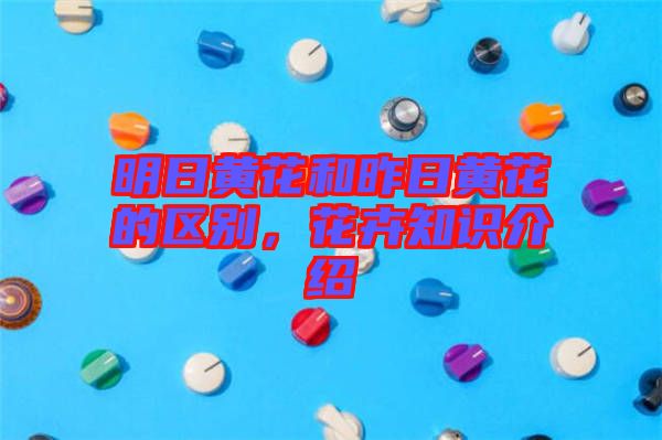 明日黃花和昨日黃花的區(qū)別，花卉知識介紹